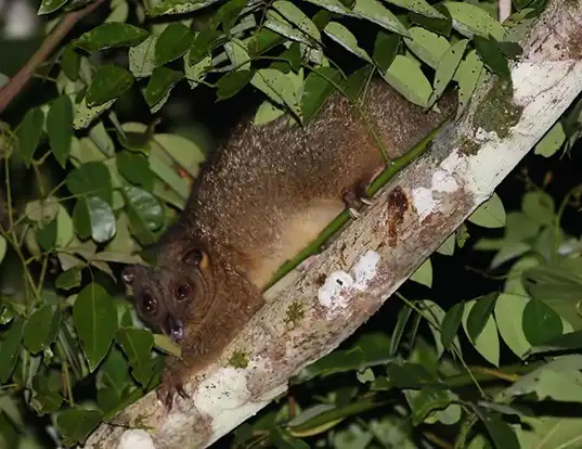 Picture of a northern common cuscus (Phalanger orientalis)