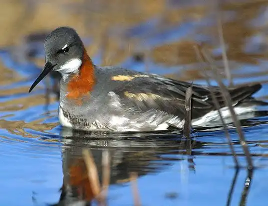 Picture of a red-necked phalarope (Phalaropus lobatus)