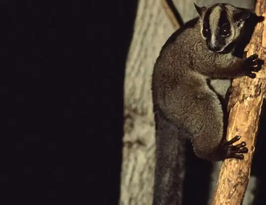 Picture of a masoala fork-marked lemur (Phaner furcifer)