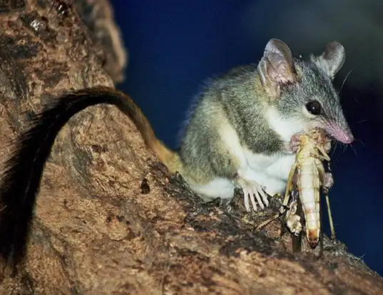 Picture of a red-tailed phascogale (Phascogale calura)