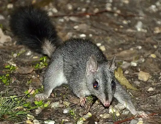 Picture of a brush-tailed phascogale (Phascogale tapoatafa)