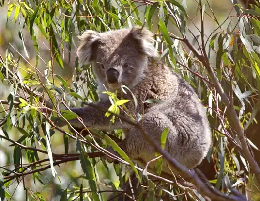 Picture of a koala (Phascolarctos cinereus)