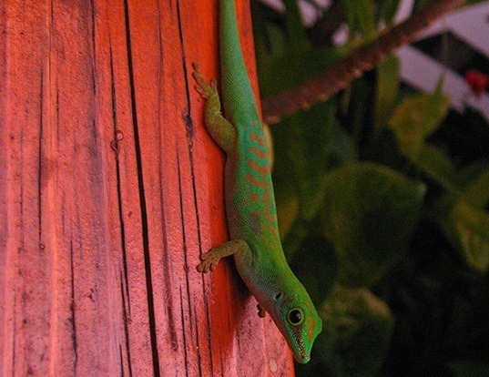Picture of a seychelles small day gecko (Phelsuma astriata)