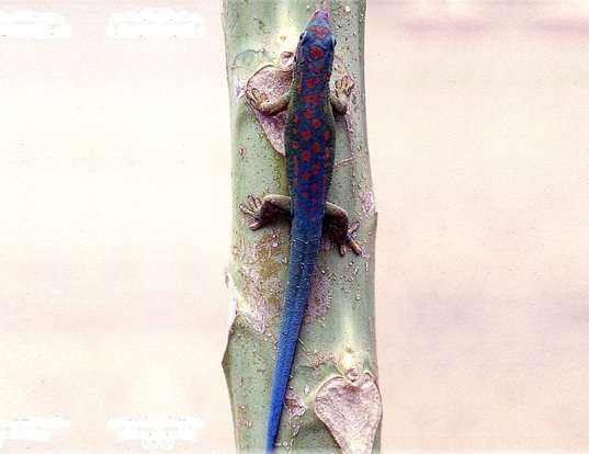 Picture of a blue-tailed day gecko (Phelsuma cepediana)