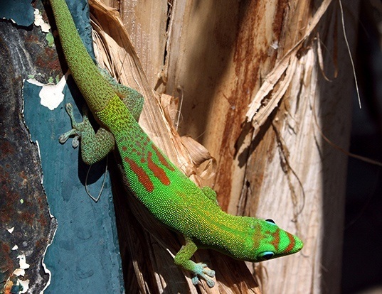 Picture of a broad-tailed day gecko (Phelsuma laticauda)
