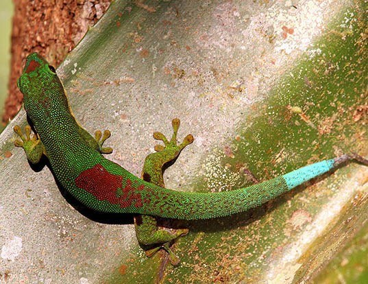 Picture of a lined day gecko (Phelsuma lineata)