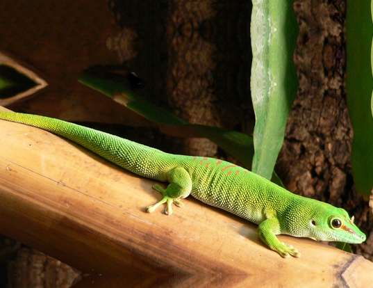 Picture of a madagascar day gecko (Phelsuma madagascariensis)