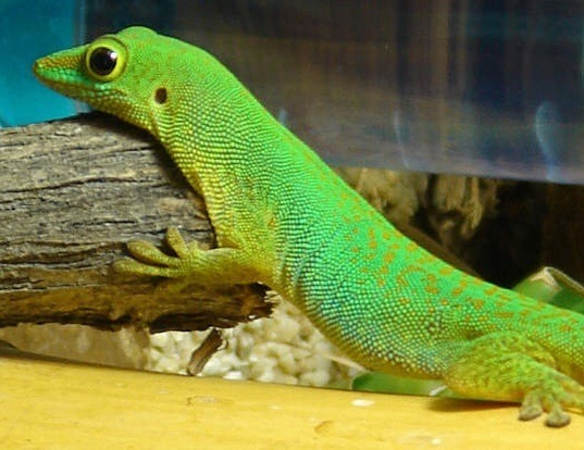 Picture of a la digue day gecko (Phelsuma sundbergi)