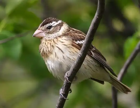 Picture of a rose-breasted grosbeak (Pheucticus ludovicianus)