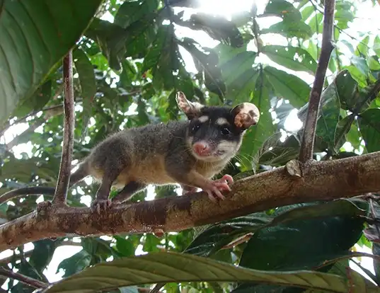 Picture of a anderson's four-eyed opossum (Philander andersoni)