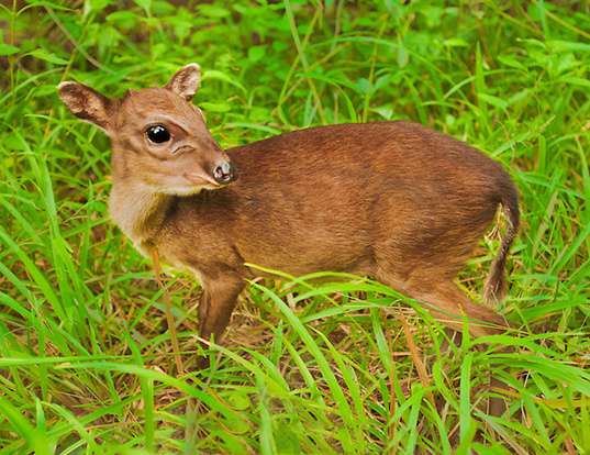 Picture of a maxwell's duiker (Philantomba maxwellii)