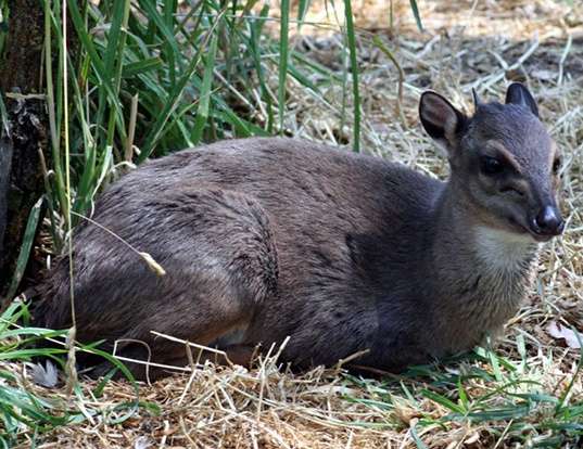 Picture of a blue duiker (Philantomba monticola)