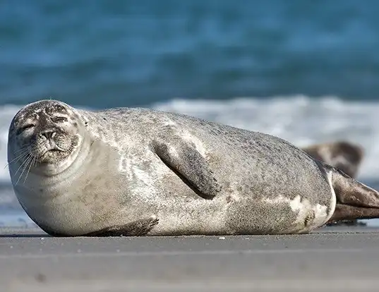 Picture of a harbour seal (Phoca vitulina)