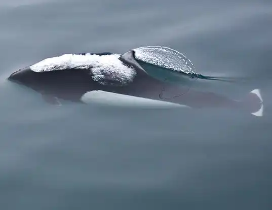 Picture of a dall's porpoise (Phocoenoides dalli)