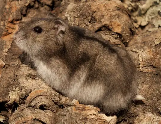 Picture of a campbell's hamster (Phodopus campbelli)