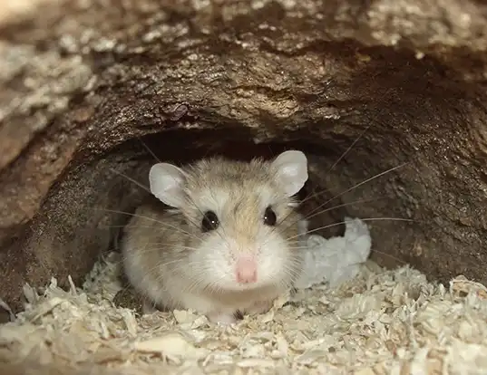 Picture of a desert hamster (Phodopus roborovskii)