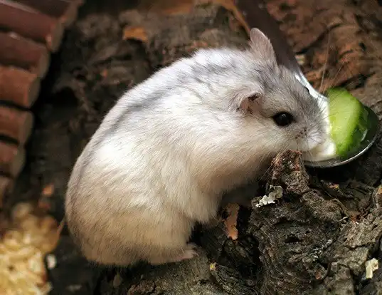 Picture of a djungarian hamster (Phodopus sungorus)