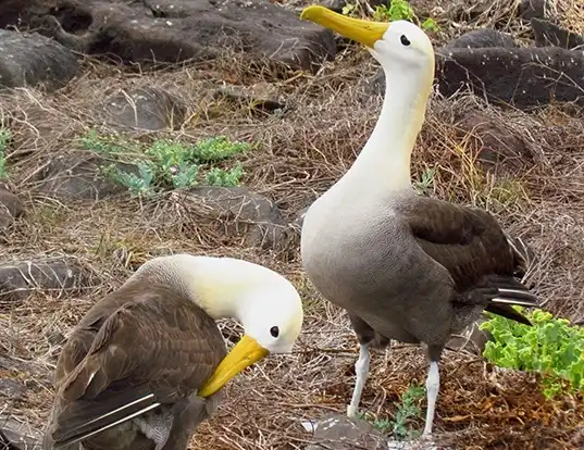 Picture of a waved albatross (Phoebastria irrorata)
