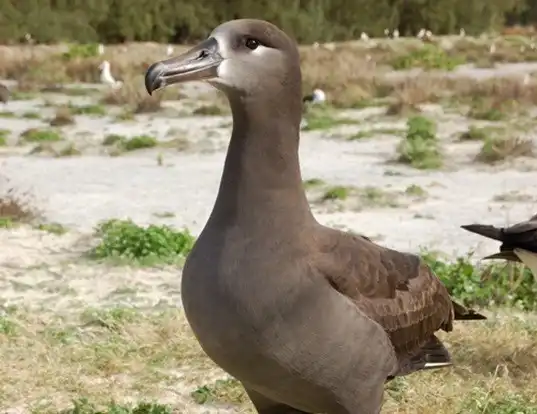 Picture of a black-footed albatross (Phoebastria nigripes)