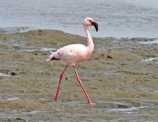 Picture of a lesser flamingo (Phoeniconaias minor)