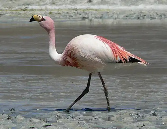 Picture of a puna flamingo (Phoenicoparrus jamesi)