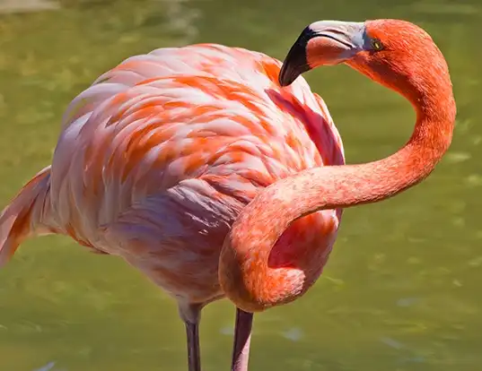 Picture of a american flamingo (Phoenicopterus ruber)