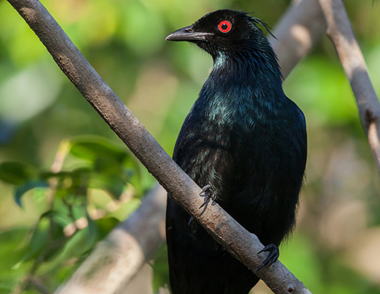 Picture of a trumped manucode (phonygammus keraudrenii)
