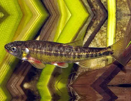 Picture of a minnow (Phoxinus phoxinus)