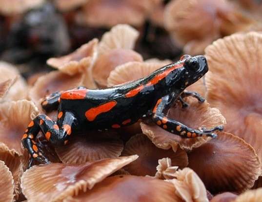Picture of a banded rubber frog (Phrynomantis bifasciatus)
