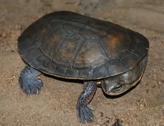 Picture of a dahl's toad-headed turtle (Phrynops dahli)