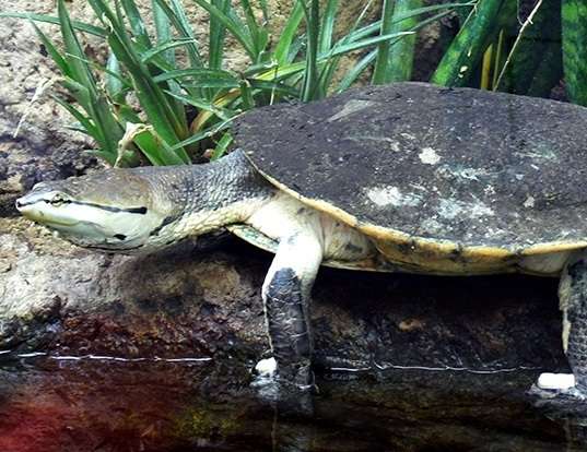 Picture of a hilaire's side-necked turtle (Phrynops hilarii)