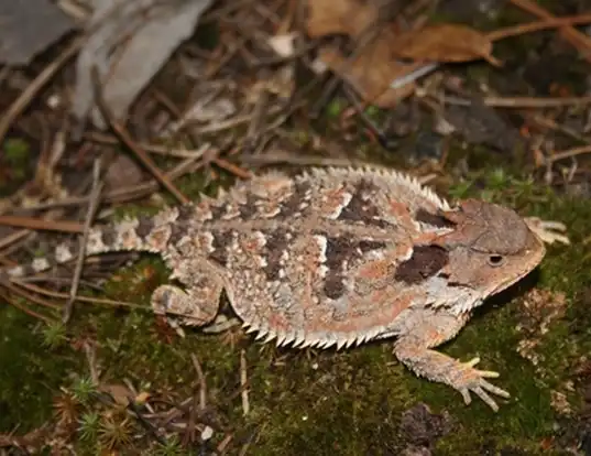 Picture of a n. american horned lizard (Phrynosoma orbiculare)
