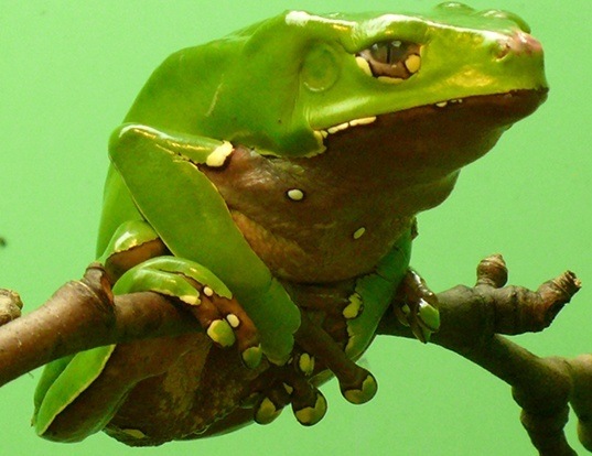 Picture of a rana lemur gigante (Phyllomedusa bicolor)