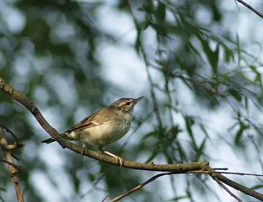 Picture of a arctic warbler (Phylloscopus borealis)