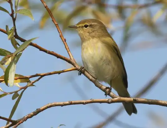 Picture of a chiffchaff (Phylloscopus collybita)
