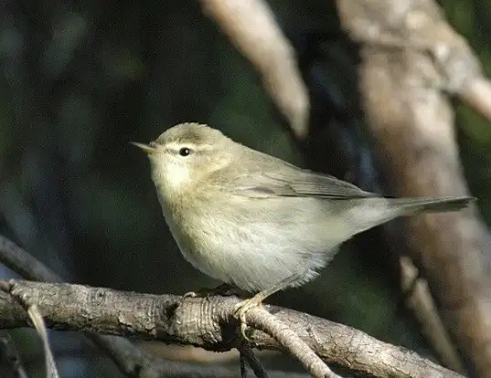 Picture of a willow warbler (Phylloscopus trochilus)