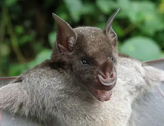 Picture of a pale spear-nosed bat (Phyllostomus discolor)