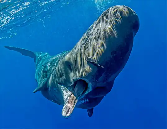 Picture of a sperm whale (Physeter macrocephalus)