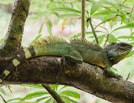Picture of a chinese water dragon (Physignathus cocincinus)