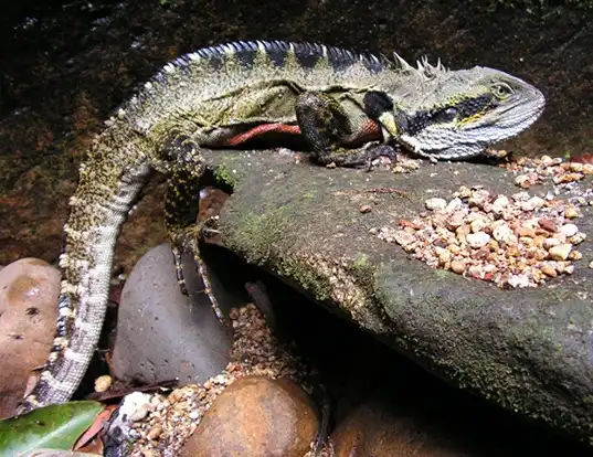 Picture of a eastern water dragon (Physignathus lesueurii)