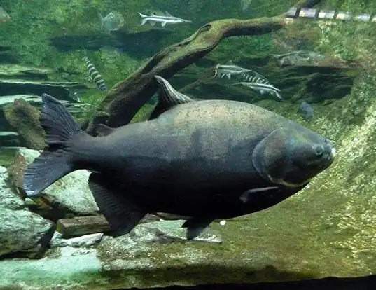 Picture of a red-bellied pacu (Piaractus brachypomus)