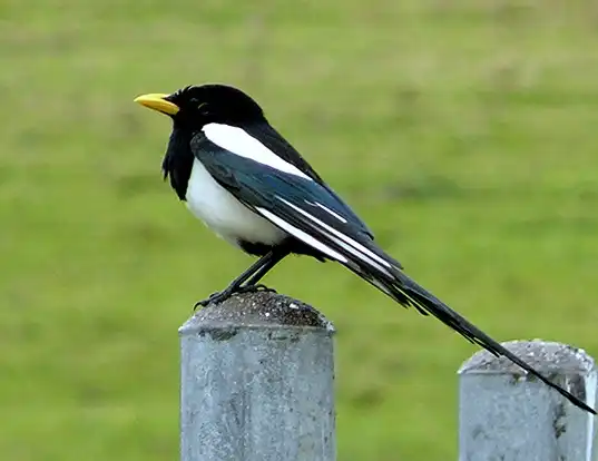Picture of a yellow-billed magpie (Pica nuttalli)