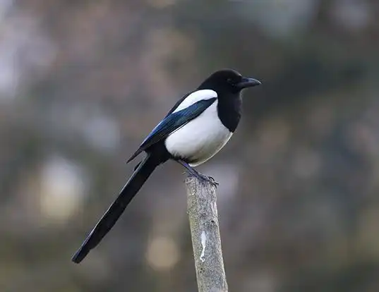 Picture of a magpie (Pica pica)