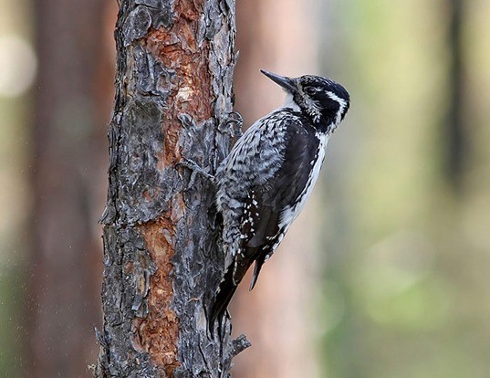 Picture of a three-toed woodpecker (Picoides tridactylus)
