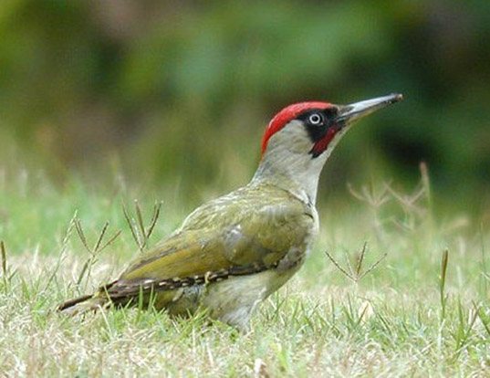 Picture of a eurasian green woodpecker (Picus viridis)