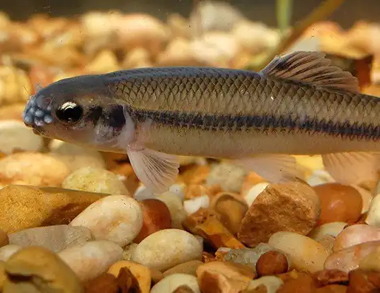 Picture of a bluntnose minnow (Pimephales notatus)
