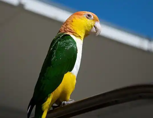 Picture of a green-thighed parrot (Pionites leucogaster)