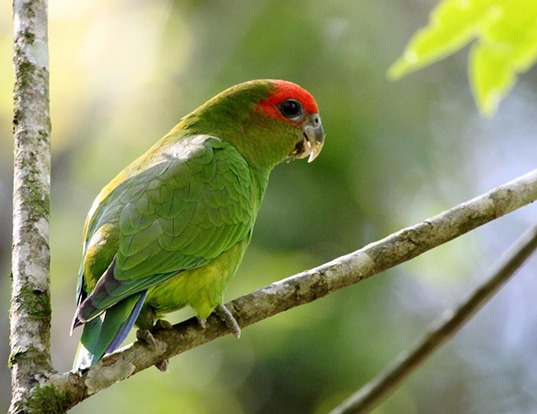 Picture of a pileated parrot (Pionopsitta pileata)