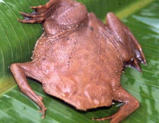 Picture of a surinam toad (Pipa pipa)