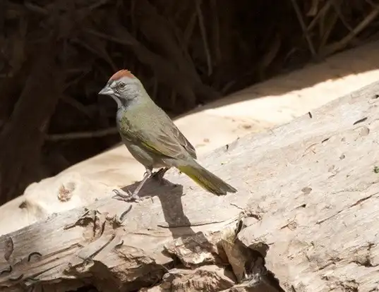 Picture of a green-tailed towhee (Pipilo chlorurus)